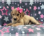 Small Photo #3 Goldendoodle Puppy For Sale in LAKELAND, FL, USA