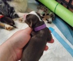 Puppy Newt Miniature Australian Shepherd