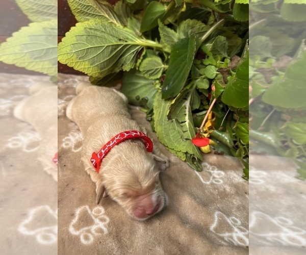 Medium Photo #1 Golden Retriever Puppy For Sale in NEOLA, WV, USA
