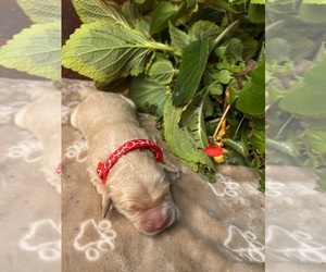 Golden Retriever Puppy for sale in NEOLA, WV, USA