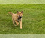 Small Photo #40 Shiba Inu Puppy For Sale in MILLERSBURG, IN, USA