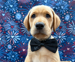 Small Photo #30 Labrador Retriever Puppy For Sale in ALAFAYA, FL, USA