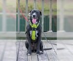 Small #2 Labrador Retriever Mix