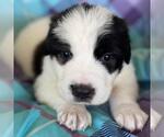 Small Photo #3 Great Pyrenees-Unknown Mix Puppy For Sale in San Diego, CA, USA