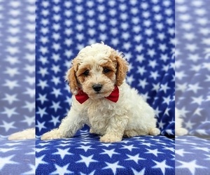 Cock-A-Poo Puppy for sale in PEACH BOTTOM, PA, USA