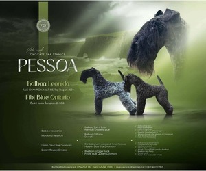 Kerry Blue Terrier Puppy for sale in Dunajska Streda, Trnavsky, Slovakia