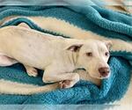 Small American Pit Bull Terrier