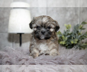 Medium Shih Tzu
