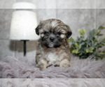 Puppy Rocco Shih Tzu