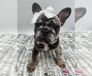 French Bulldog Puppy for sale in PLEASANTON, CA, USA