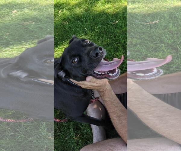 Medium Photo #5 Labrador Retriever-Unknown Mix Puppy For Sale in Woodbury, NY, USA