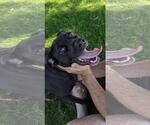 Small #4 Labrador Retriever Mix