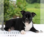 Small Photo #5 Boston Terrier Puppy For Sale in MANHEIM, PA, USA