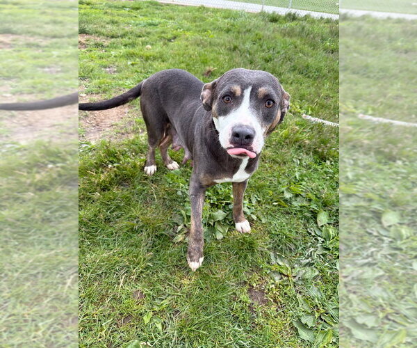 Medium Photo #4 American Staffordshire Terrier-Unknown Mix Puppy For Sale in Pierceton , IN, USA