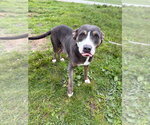 Small #3 American Staffordshire Terrier Mix