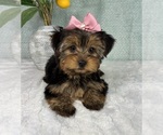 Small Photo #4 Yorkshire Terrier Puppy For Sale in FRANKLIN, IN, USA