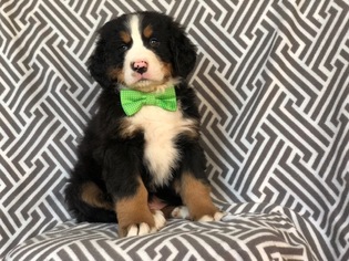 Bernese Mountain Dog Puppy for sale in EAST EARL, PA, USA