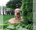 Small Photo #9 Goldendoodle Puppy For Sale in FISHERS, IN, USA