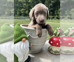 AKC Ready to Go - Male Labrador Retriever Puppy for Sale - Photo #3
