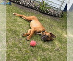 Small #1 Boxer Mix