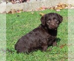 Small Photo #5 Labrador Retriever-Poodle (Toy) Mix Puppy For Sale in MYERSTOWN, PA, USA