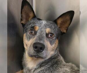 Mutt Dogs for adoption in San Antonio, TX, USA