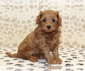Cavapoo Puppy for sale in DENVER, PA, USA