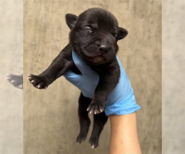 Medium Photo #2 Mutt Puppy For Sale in San Bernardino, CA, USA