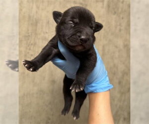 A596973 - Male Mutt Dog for Adoption - Photo #2