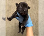 Small #1 Mutt