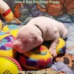 Small Photo #173 Dogo Argentino Puppy For Sale in JANE, MO, USA