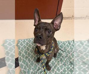 Boston Terrier-Unknown Mix Dogs for adoption in Center Township, PA, USA