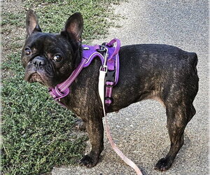French Bulldog Dogs for adoption in Olalla, WA, USA