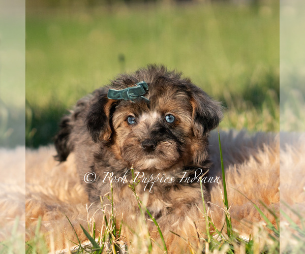 Medium Photo #65 Maltipoo (Miniature) Puppy For Sale in WARSAW, IN, USA