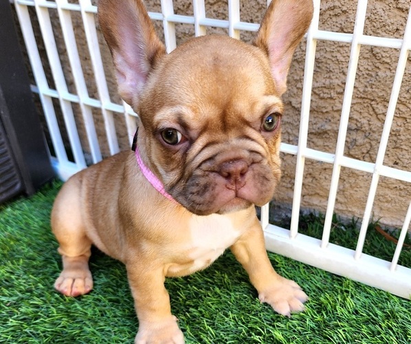 Medium Photo #13 French Bulldog Puppy For Sale in LAS VEGAS, NV, USA