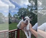 Small Photo #20 French Bulldog Puppy For Sale in KANSAS CITY, MO, USA