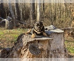 Puppy 1 American Bully