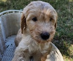 Small #4 Doodle-Goldendoodle Mix