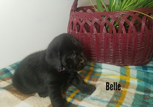 Medium Photo #7 Labrador Retriever Puppy For Sale in CATO, NY, USA