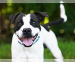 Small #1 American Bulldog Mix
