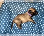 Small Photo #186 Belgian Malinois Puppy For Sale in REESEVILLE, WI, USA