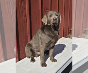 Father of the Labrador Retriever puppies born on 03/15/2025