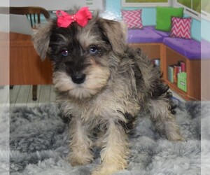 Schnauzer (Miniature) Puppy for sale in BARNESVILLE, KS, USA