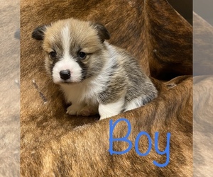 Pembroke Welsh Corgi Puppy for sale in EATON, CO, USA