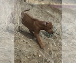 Small Photo #88 Rhodesian Ridgeback Puppy For Sale in MORONGO VALLEY, CA, USA