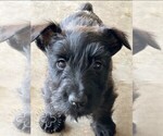 Puppy Ruby Scottish Terrier