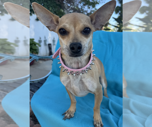 Medium Photo #2 Chihuahua-Unknown Mix Puppy For Sale in Newport Beach, CA, USA