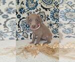 Small Photo #26 Weimaraner Puppy For Sale in LEWISBURG, KY, USA