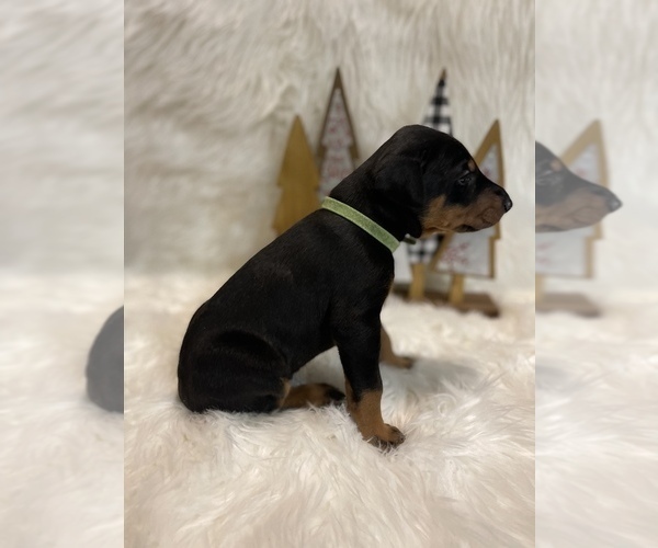 Medium Photo #2 Doberman Pinscher Puppy For Sale in FREMONT, IN, USA