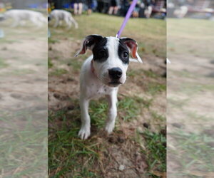 American Staffordshire Terrier-Unknown Mix Dogs for adoption in Holly Springs, NC, USA